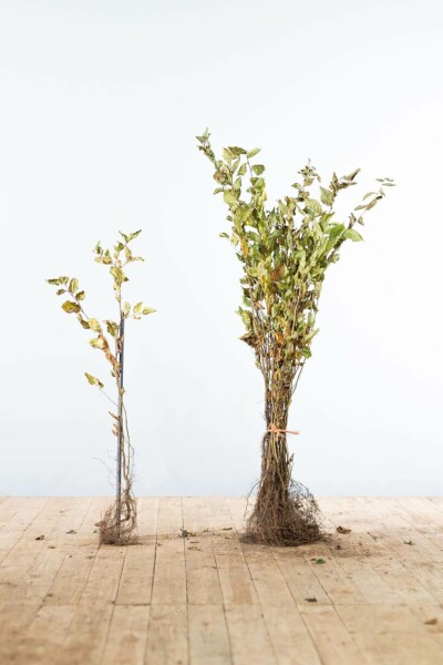 Beuk / Haagbeuk Carpinus Betulus 60-80 cm