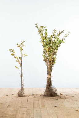 Beuk / Haagbeuk Carpinus Betulus Haag 60-80 Wortel Beuk / Haagbeuk Carpinus Betulus 60-80 cm