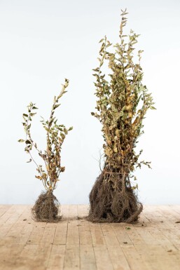 Beuk / Haagbeuk Carpinus Betulus Haag 80-100 Wortel Beuk / Haagbeuk Carpinus Betulus 80-100 cm