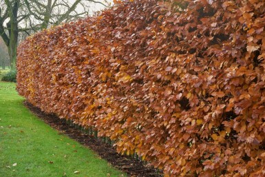 Beuk / Groene beukenhaag Fagus Sylvatica Haag 40-60 Wortel