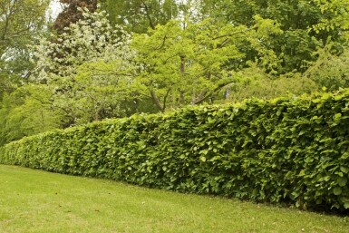 Beuk / Groene Beukenhaag Fagus Sylvatica 40-60 cm