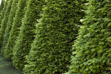 Beuk / Groene Beukenhaag Fagus Sylvatica 40-60 cm