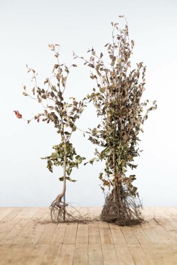 Beuk / Rode beukenhaag Fagus Sylvatica Atropunicea Haag 125-150 Wortel Beuk / Rode Beukenhaag Fagus Sylvatica Atropurpurea 125-150 cm