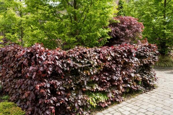 Beuk / Rode beukenhaag Fagus Sylvatica Atropunicea Haag 175-200 Wortel Beuk / Rode Beukenhaag Fagus Sylvatica Atropurpurea 175-200 cm