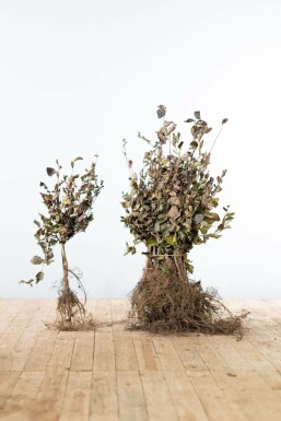 Beuk / Rode beukenhaag Fagus Sylvatica Atropunicea Haag 40-60 Wortel Beuk / Rode Beukenhaag Fagus Sylvatica Atropurpurea 40-60 cm