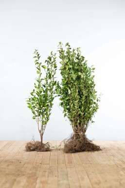 Liguster / Ligustrum Ovalifolium 100-125 cm