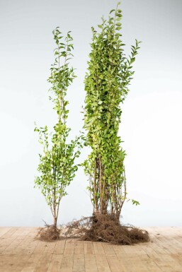 Liguster / Ligustrum Ovalifolium 125-150 cm