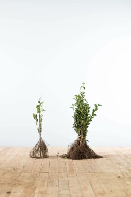 Liguster / Ligustrum Ovalifolium 40-60 cm