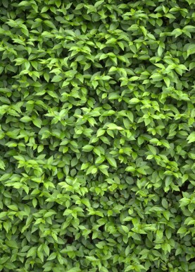 Liguster / Ligustrum Ovalifolium 40-60 cm - Wortel