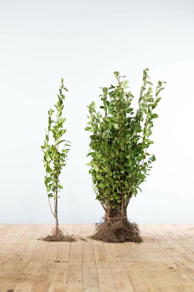 Liguster / Ligustrum Ovalifolium 60-80 cm