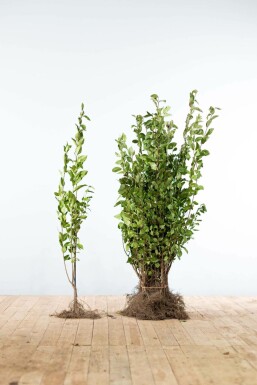 Haagliguster Ligustrum Ovalifolium Haag 60-80 Wortel