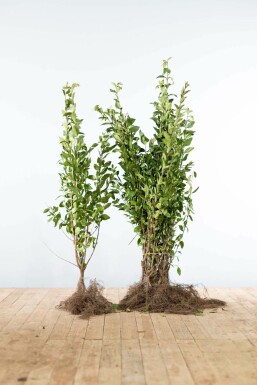 Liguster / Ligustrum Ovalifolium 80-100 cm
