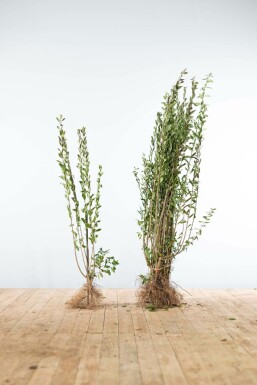 Liguster / Ligustrum Vulgare Atrovirens 100-125 cm