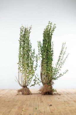 Liguster / Ligustrum Vulgare Atrovirens 125-150 cm