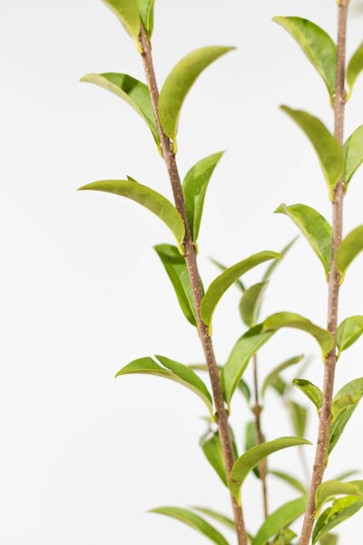 Liguster / Ligustrum Vulgare Atrovirens 40-60 cm