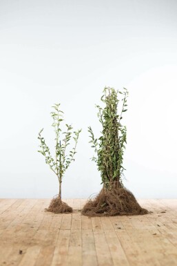 Liguster / Ligustrum Vulgare Atrovirens 60-80 cm