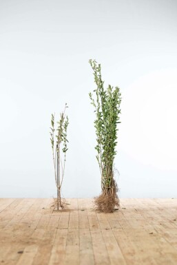 Liguster / Ligustrum Vulgare Atrovirens 80-100 cm