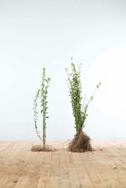Liguster / Ligustrum Vulgare Wilde Liguster 40-60 cm
