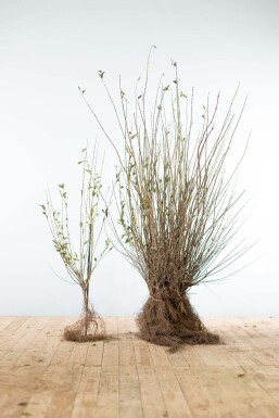 Liguster / Ligustrum Vulgare Wilde Liguster 60-80 cm