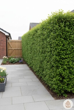 Liguster / Ligustrum Vulgare Wilde Liguster 80-100 cm - Wortel