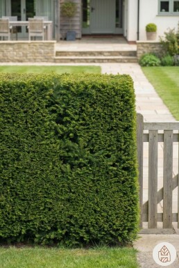 Taxus baccata 'Fastigiata Robusta' struik 20-30 cm C1