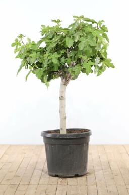 Vijgenboom Ficus Carica Bonsai 100-125 Pot Vijgenboom / Ficus Carica bonsai 100-125 cm