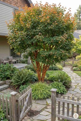 Acer griseum struik 60-80 cm