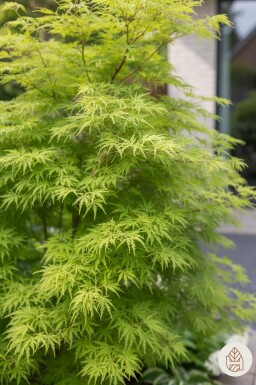 Acer palmatum 'Seiryu' struik 50-60 cm
