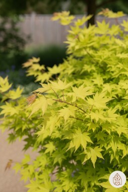 Acer shirasawanum 'Jordan' struik 60-80 cm