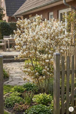 Amelanchier lamarckii struik 60-80 cm