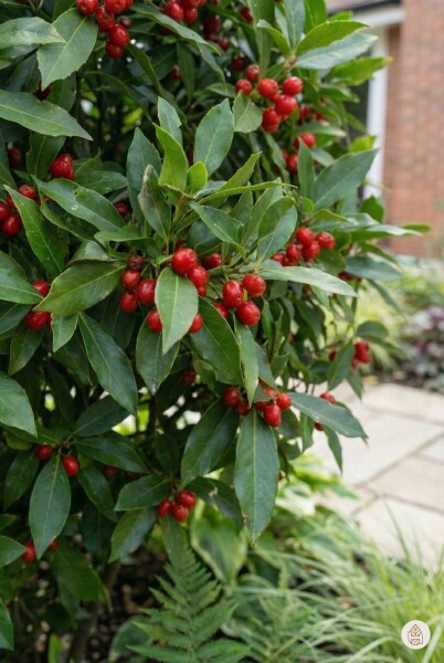 Aucuba japonica 'Rozannie' struik 20-30 cm