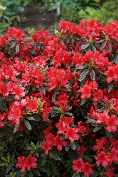 Azalea japonica 'Hot Shot' struik 20-25 cm