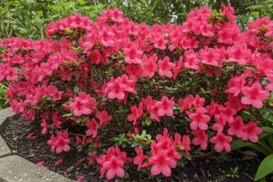 Azalea japonica 'Moederkensdag' struik 20-25 cm
