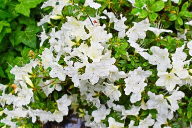 Azalea japonica 'Pleasant White' C2 20-25