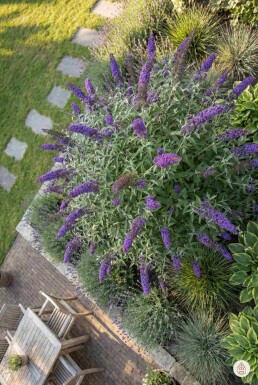 Buddleja davidii 'Nanho Blue' struik 80-100 cm