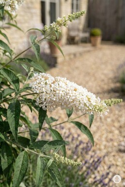 Buddleja davidii 'White Profusion' struik 80-100 cm