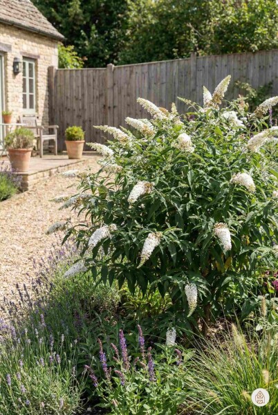 Buddleja davidii 'White Profusion' struik 30-40 cm
