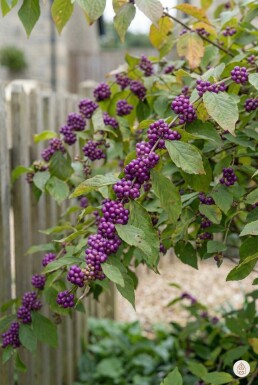 Callicarpa bodinieri 'Profusion' struik 30-50 cm