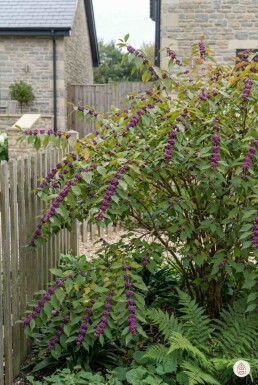Callicarpa bodinieri 'Profusion' struik 60-80 cm