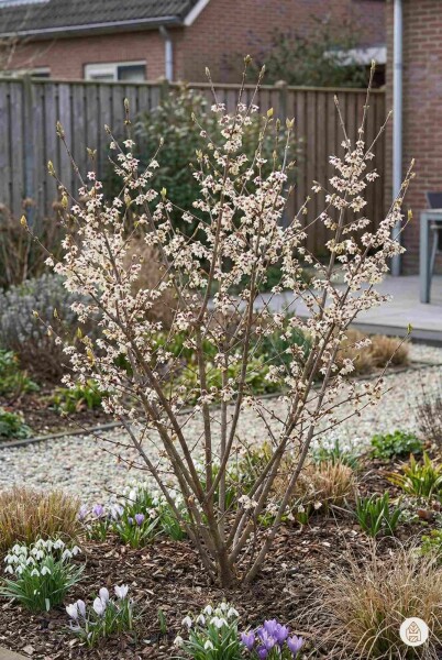 Chimonanthus praecox struik 40-60 cm