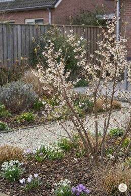 Chimonanthus praecox struik 40-60 cm