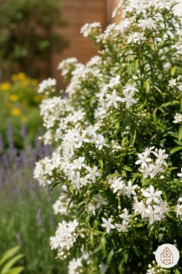 Choisya ternata 'White Dazzler' struik 20-30 cm
