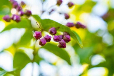 Clerodendrum trichotomum C5 50-60