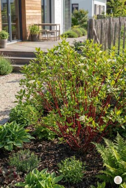 Cornus alba 'Sibirica' struik 40-60 cm