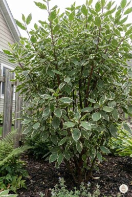 Cornus alba 'Sibirica Variegata' struik 50-60 cm