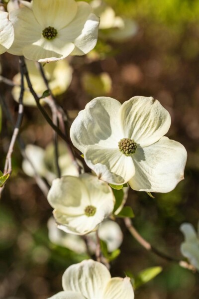 Cornus florida C3 40-45
