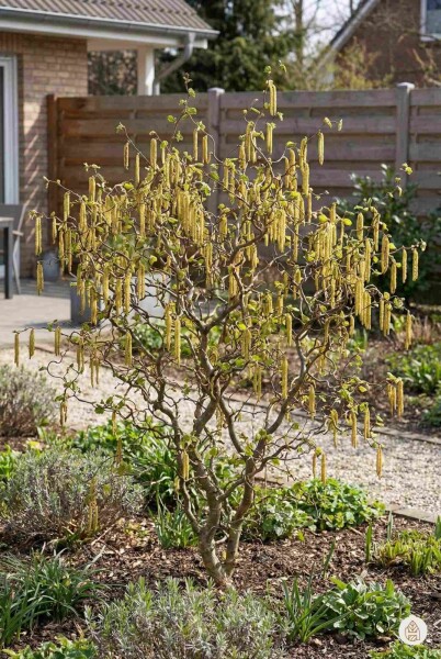 Corylus avellana 'Contorta' struik 100-125 cm