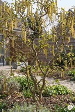 Corylus avellana 'Contorta' struik 80-100 cm
