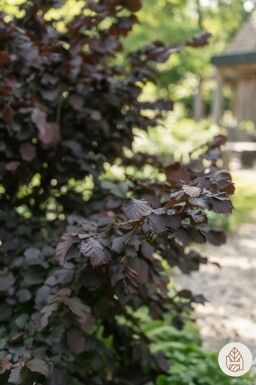 Corylus avellana 'Rode Zellernoot' struik 125-150 cm