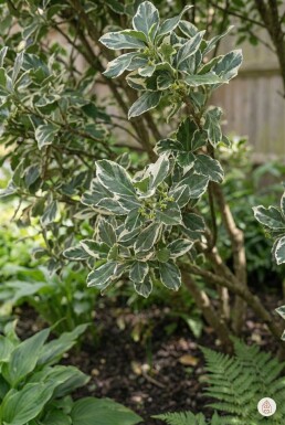 Euonymus fortunei 'Harlequin' struik 20-25 cm